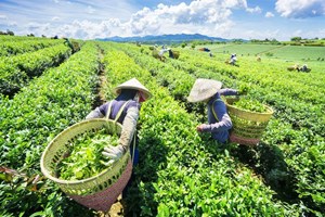 Xuất khẩu chè Việt Nam bước vào cuộc đua nâng chuẩn và tăng giá trị