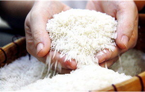 Indonesia trở thành khách hàng lớn của gạo Việt