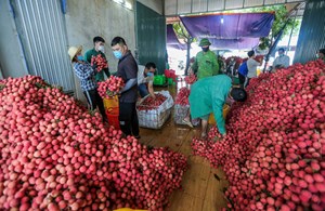 Hơn 100 thương nhân Trung Quốc được cấp phép vào Bắc Giang thu mua vải thiều