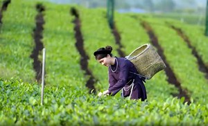 Thái Nguyên mở mùa du lịch bằng “bản giao hưởng” của trà, thiên nhiên và ký ức 