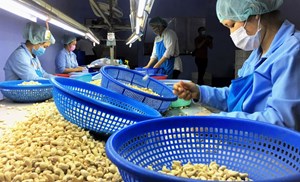 Trung Quốc siết kiểm soát từ 1/6, nông sản Việt đối mặt áp lực chuẩn hóa