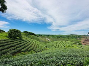 Vùng chè nguyên liệu của Thương hiệu trà Việt Tú