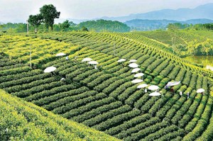 Thái Nguyên tôn vinh văn hóa trà qua hành trình trải nghiệm vùng chè
