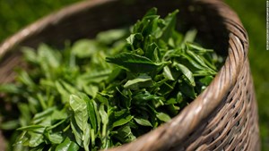 Trà mùa hạ - Hương vị giao hòa của thiên nhiên 