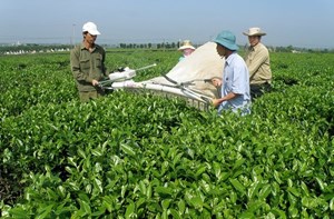 Lâm Đồng: Khuyến cáo doanh nghiệp, người dân không sử dụng hóa chất trong quá trình chế biến chè