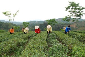 Lào Cai: Chè Đại Hưng mang đến 'làn gió' mới góp phần phát triển sản phẩm OCOP vùng miền núi