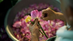 Trà sen Tây Hồ - Tinh hoa của nghệ thuật và cảm xúc Hà thành