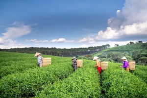 Xuất khẩu chè tăng trưởng ấn tượng