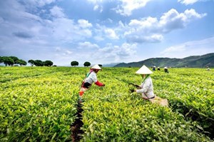 Chuyển đổi số mở đường cho nông sản Việt bứt phá
