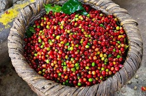 Lý giải nguyên nhân giá cà phê trong nước tiến sát mức đỉnh lịch sử 