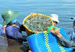 Festival Tôm Cà Mau: Nâng tầm tôm Việt 