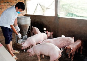 Lạm phát trở thành mối đe doạ chung của toàn ngành chăn nuôi heo 