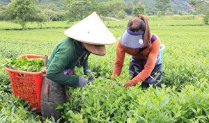Một chén trà xanh – cả hồn quê thấm đẫm