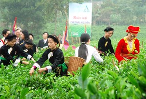 Tạo điểm nhấn văn hóa trà Thái Nguyên tại Triển lãm kỷ niệm 80 năm Quốc khánh