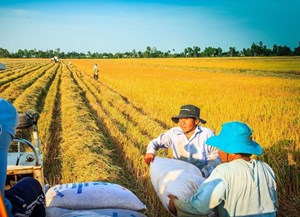 Bộ Công Thương : Doanh nghiệp không mua gom gạo ồ ạt làm giá tăng bất hợp lý