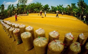 Thủ tướng chỉ thị đảm bảo an ninh lương thực, thúc đẩy sản xuất, xuất khẩu gạo bền vững