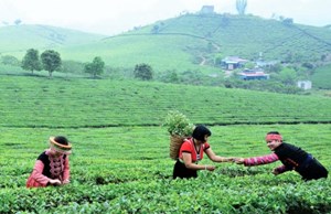 Nâng cao thương hiệu chè Trọng Nguyên trở thành niềm tự hào của tỉnh Sơn La