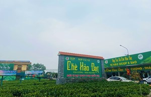 HTX chè Hảo Đạt: Chất lượng là yếu tố quyết định thành công