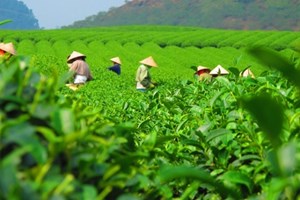 Trà đinh – “Ngọc” quý của đất trà Thái Nguyên 
