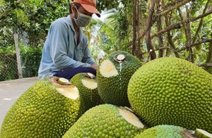 Bản tin Tiêu dùng 15/8: Mít Thái, dưa hấu, thanh long tăng vọt trở lại 