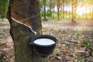 Cao su xuất khẩu đạt mức cao nhất kể từ đầu năm