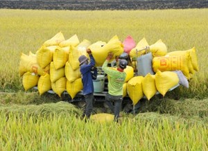 Nhiều mặt hàng nông sản đua nhau lập kỉ lục 