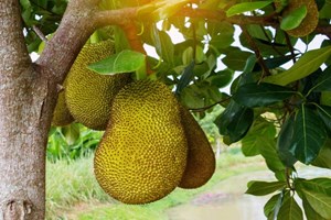 Ngọt lành trái mít – Hương vị nông sản quê hương
