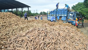 Xuất khẩu sắn sang Trung Quốc ngày càng cạnh tranh gay gắt