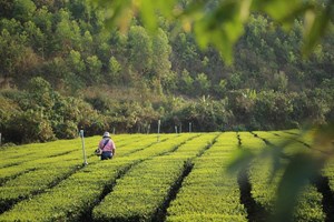 Khám phá du lịch sinh thái trà bản Ven