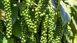 Hạt tiêu Việt Nam giữ vững vị trí số 1 tại thị trường Mỹ