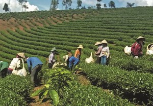 Sơn La: Huyện Thuận Châu hướng đến xây dựng thương hiệu chè Phổng Lái vươn xa