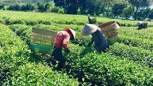 Tạo chuỗi cung ứng ngắn cho ngành chè 