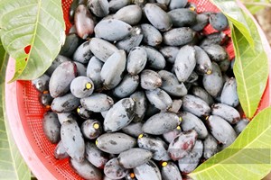 Mùa trám đen ở Hà Tĩnh: Đặc sản vùng cao mang lại tiền triệu mỗi ngày