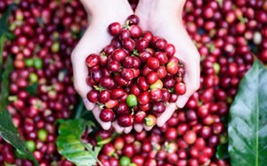 Giá xuất khẩu cà phê tăng cao kỉ lục