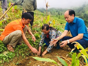 Lào Cai: Thanh Bình trồng mới 95ha chè với hy vọng cây chè