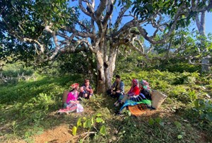 “Tea & Mother”: Khi chén trà gắn với tình mẹ và khát vọng sinh kế bền vững