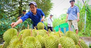 Xuất khẩu rau quả lập đỉnh mới, sầu riêng trở lại ngoạn mục