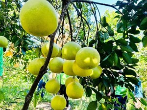 Hà Tĩnh: Mùa thu hoạch rộn ràng ở thủ phủ bưởi Phúc Trạch