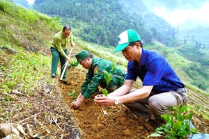 Huyện Mường Khương phát động trồng cây chè tại xã Tung Chung Phố