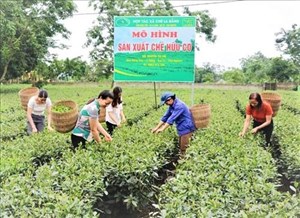 Trồng chè hữu cơ – Lợi ích bền vững