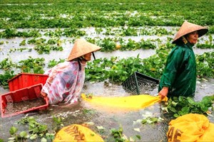 Mãi thương người nông dân