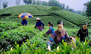 Câu chuyện trà