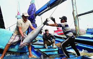 Vì sao Việt Nam dính “thẻ vàng” IUU?