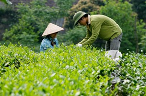 Mùa thu kể chuyện trà thu