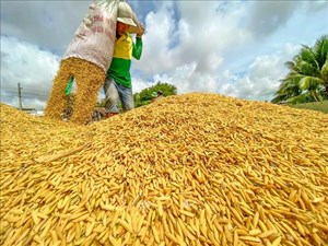 Xuất khẩu gạo tăng cả lượng và giá trị