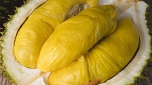 Bản tin Tiêu dùng: Sầu riêng Musang King trồng ở Việt Nam giá thấp kỷ lục