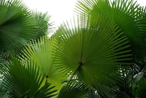 “Cọ xòe ô che nắng, râm mát đường em đi”