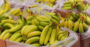 Chuối Việt Nam chinh phục thị trường khó tính