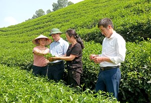 Phú Thọ trong quỹ đạo tăng trưởng bền vững - Phát triển kinh tế xanh, kiến tạo tương lai mới