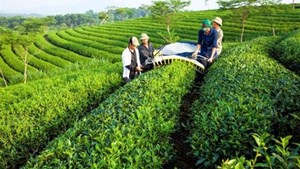 Chè Việt Nam dễ rơi vào "bẫy giá rẻ" của thế giới